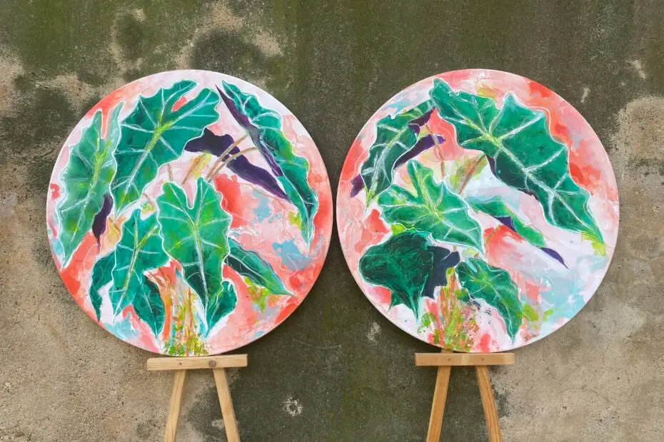 Alocasia polly 2024 80cm